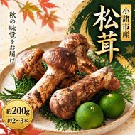 松茸 約200g 約2～3本 きのこ 野菜 国産 秋の味覚 冷蔵 冷蔵配送