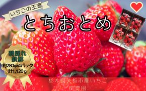 とちおとめ 1120g [2024年12月初旬より順次発送予定] 朝獲れ新鮮 秘密にしたい美味しさ｜いちご イチゴ 苺 フルーツ 果物 産地直送 先行予約 栃木県産 [0587]