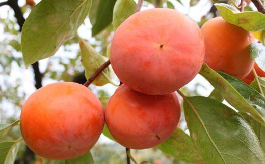 [柿の名産地]九度山の富有柿約7.5kgサイズおまかせ【tec403B】