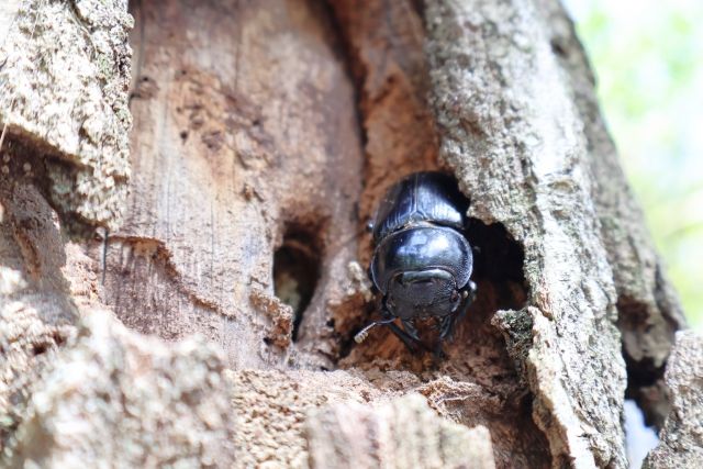サステナブル オオクワガタ オス メス 成虫ペアセット　クワガタ 成虫 ペア セット 生体 日本国産 国産 虫 昆虫 生き物 生物 子供 趣味 男の子 ペット 育成 観察 学習 自由研究 京都府 南丹市