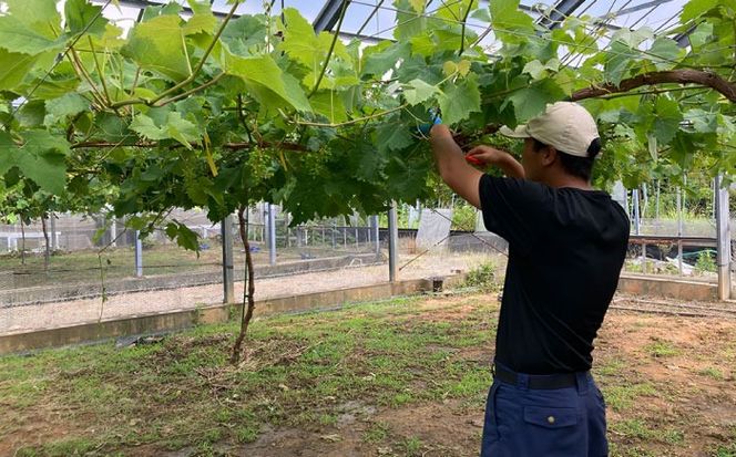 【先行受付】【糖度18度以上】 糸島産 シャインマスカット 2kg 【2026年8月中旬より順次発送】糸島市 / 和饗エコファーム フルーツ 果物[AVI007] シャインマスカット マスカット ぶどう ブドウ フルーツ 果物 甘い 高糖度