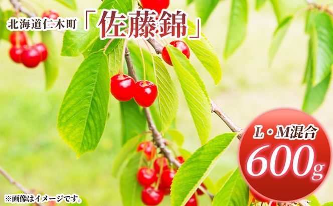 先行受付 北海道 仁木町産 さくらんぼ 佐藤錦 600g (300g×2パック) L・M混合  旬 桜桃 産地直送 サクランボ チェリー フルーツ 果物 果物類 仁木町 仁木 [松山商店]
