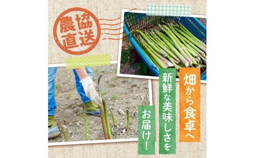 【2026年発送先行受付】北海道産グリーンアスパラ Lサイズ 1kg(500gx2袋) 産地直送 | 野菜 旬 とれたて お取り寄せ 小分け 保存 北海道 滝川市