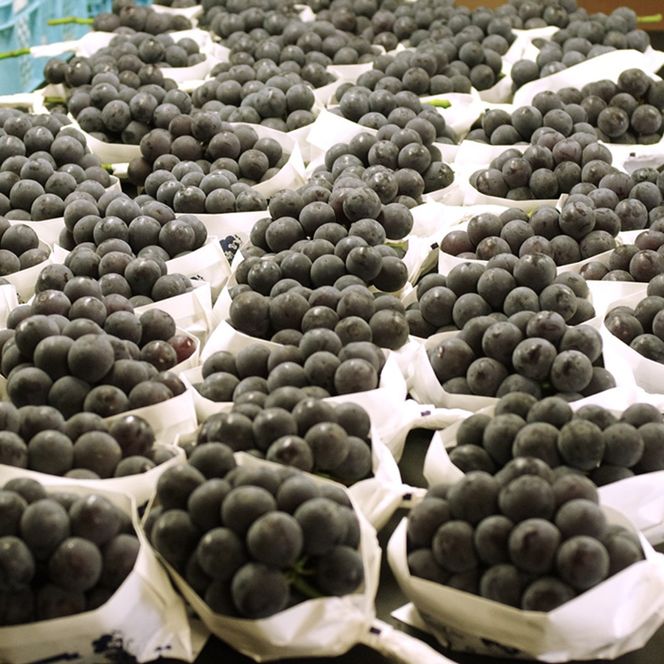 2026年 早期受付 ぶどう ピオーネ＆オーロラブラック セット 3～4房 約2kg 岡山県高梁市産 うめづぶどう園 化粧箱入り 葡萄 ブドウ