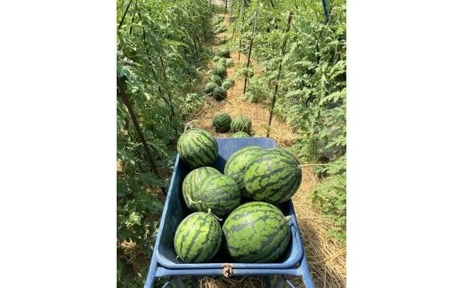 〈予約受付〉【2027年発送】深く甘いコク感と強いシャリ感「羅皇ザスウィート」1玉 すいか 甘い 糖度 果物 フルーツ 数量限定 碧南市 鈴良農園 H141-020