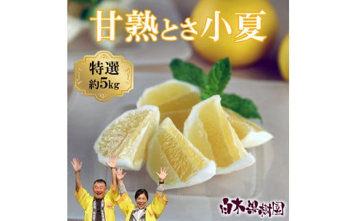 【先行予約】甘熟とさ小夏 約5kg S～Lサイズ〈2027年4月上旬～2027年5月中旬頃発送〉  / 特選品 贈答用 果物 柑橘 フルーツ こなつ 小夏 すくも小夏 宿毛小夏 日向夏 ニューサマーオレンジ みかん 高知県【白木果樹園】 [BQAI030]