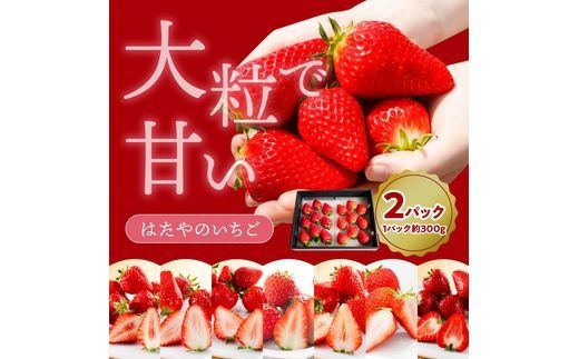 はたやのいちご 2Pセット《 いちご 苺 イチゴ フルーツ 果物 国産 フルーツ工房はたや あまえくぼ 章姫 あまクイーン ロイヤルクイーン ぽりっちご あまおとめ 堅しろう 》【2501C09702】