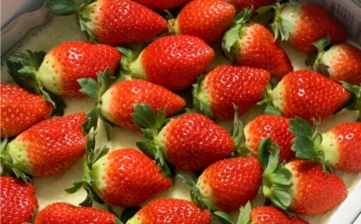 いちご ゆめのか 120g×2パック / 苺 果物 フルーツ 甘い 産地直送 冷蔵 人気 おすすめ 高知 土佐市 家庭用【松本いちごらんど】[BQDQ001] [BQDQ001]