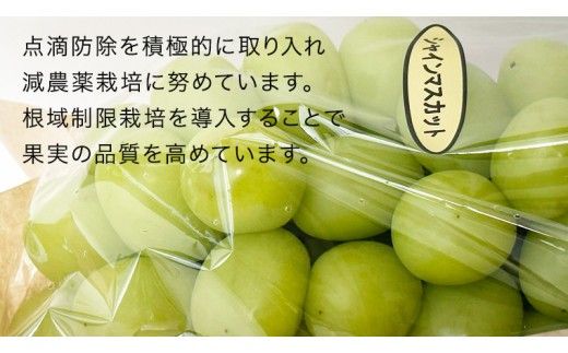 【 藤澤ブドウ園 】 こだわり の シャインマスカット 1房 約700g 2026年産 先行予約 ぶどう ブドウ 葡萄 フルーツ [AH005ci]