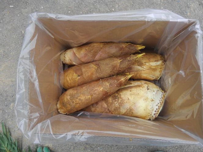 【筍 専門店】※2026年4月中旬～発送※ 京の伝統野菜京たけのこ（塚原たけのこ） 261009_A-HR001