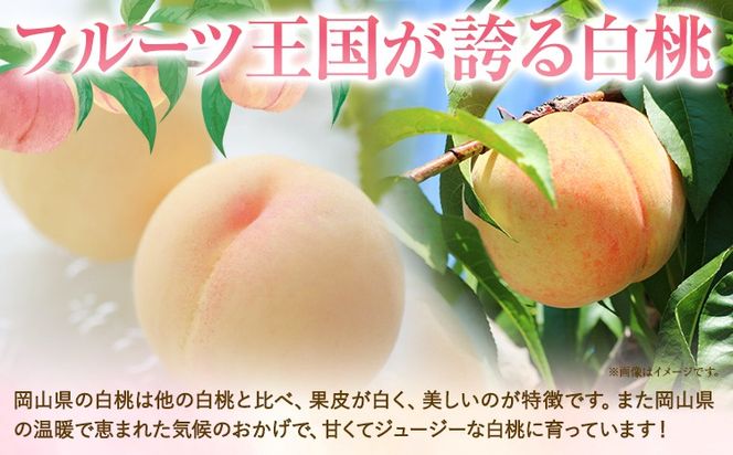 【2027年発送先行予約】清水白桃 先行予約 清水白桃 約1.3kg（5玉） 《2027年7月下旬-8月上旬頃出荷》 桃 清水白桃 白桃 晴れの国おかやま館 フルーツ 果物 果実 岡山県 笠岡市---B-56f---