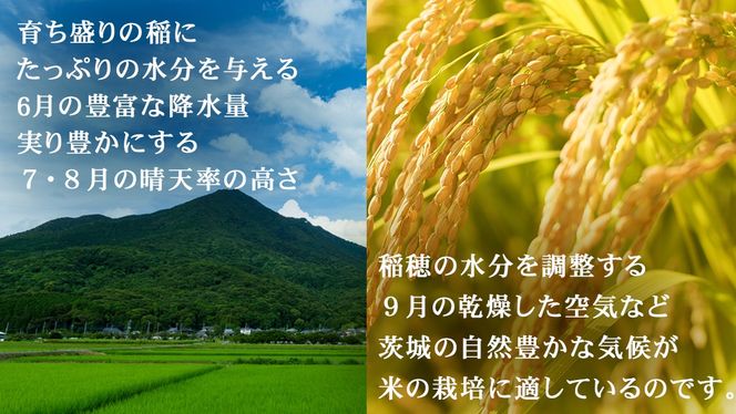 ＼ 選べる内容量 ／ 令和7年産 茨城県産 コシヒカリ （精米 5kg・10kg・26kg / 玄米 5kg・10kg・30kg） 白米 清米 キヨシマイ こしひかり 米 コメ こめ 単一米 限定 茨城県産 国産 美味しい お米 おこめ おコメ [EH26-NT00]