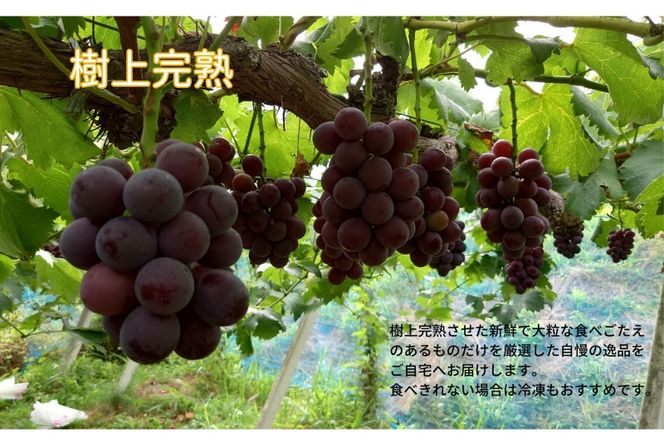 【2026年先行予約】岡山県産【訳あり】藤稔 1.0kg以上（2房）産地直送 朝採れ / ぶどう 葡萄 先行予約 フルーツ 果物 真庭市 フルーツ王国 珍しい 甘い【kgftmt020-01】