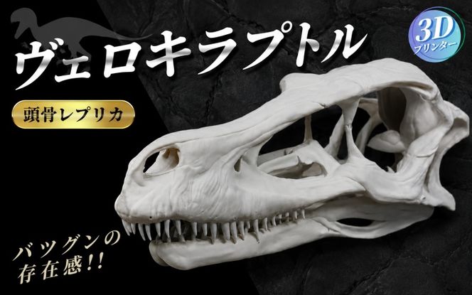 頭骨 レプリカ ヴェロキラプトル 原寸大 / 標本 コレクション プラモデル 実物大 恐竜 骨格 フィギュア インテリア 展示 模型 博物館 骨格 頭蓋骨 オブジェ 3D プリント【anf949-gns-vlc】
