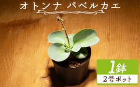塊根植物 パベルカエ オトンナ -  植物 オトンナ属 レア レア種 インテリア ナチュラル 自然 グリーン 観葉植物 おしゃれ 癒し かわいい 多肉植物 塊根植物 サキュレントフィールドSucculent field 高知県 香南市 常温 cc-0021