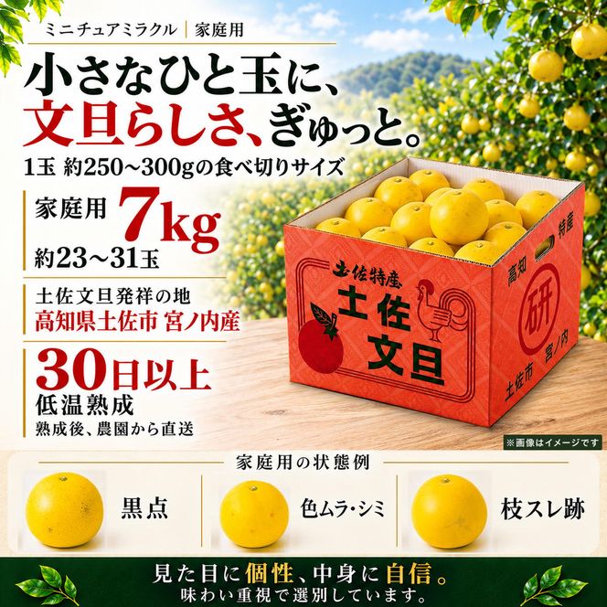 土佐文旦 ミニチュアミラクル 7kg 家庭用 超小玉 日本ギフト大賞受賞 文旦発祥の地 園主こだわり 希少サイズ 小玉よりさらに小さい 高知県土佐市産 高知県産 国産 7キロ ぶんたん みかん 柑橘類 高級フルーツ 果物 産地直送 お取り寄せ ギフト 先行予約 やの一果彩[BQAC027]