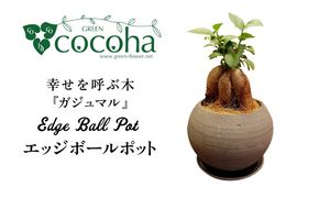 幸せを呼ぶ木『ガジュマル』　エッジボールポット 糸島市 / cocoha / 観葉植物 グリーン 緑 インテリア[AWB038] 観葉植物 緑 グリーン 暮らし インテリア 植物 鉢 おしゃれ 室内 ギフト