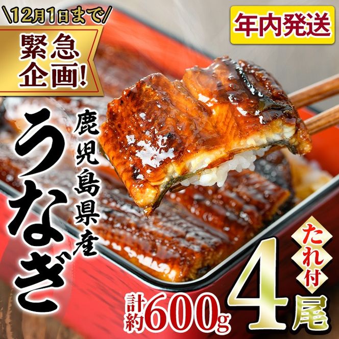 【0234317a】【緊急企画！数量限定】鰻の蒲焼(無頭)(4尾・計約600g・タレ、山椒付) うなぎ ウナギ 鰻 国産 蒲焼 蒲焼き たれ 鹿児島 ふるさと 人気 支援【アクアおおすみ】