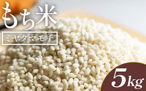 もち米 5kg - ミヤタマモチ 国産 餅 モチ  もちもち おもち おこわ おはぎ ぼたもち お雑煮 赤飯 米 お米 アレンジ 調理 高知県 香南市 常温 at-0071