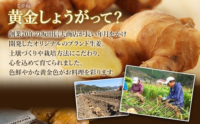 生姜一筋70年の生姜老舗問屋 黄金しょうが2kg - 【7日程度で発送】 早い スピード発送 7日程度 早く 届く 生姜 生産量日本一 おかず お料理 しょうが 料理 飲み物 Xnb-0007
