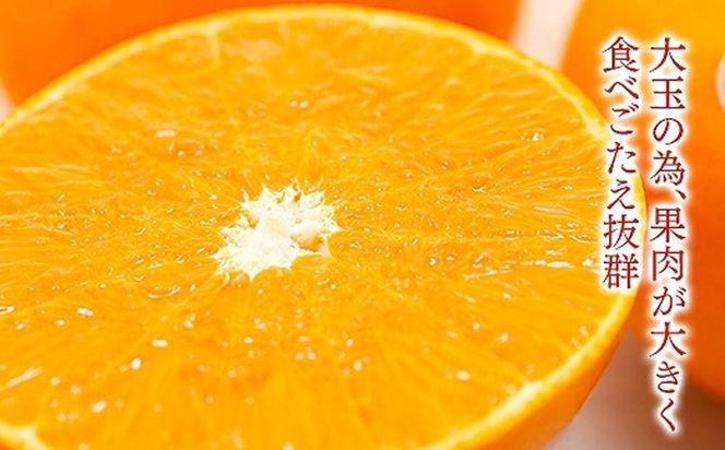 化粧箱 柑橘の大トロ ハウス せとか 厳選 大玉 7玉入  BS106