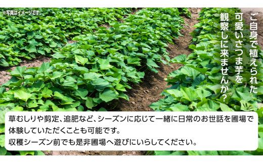 牛久 の『美味しい さつまいも』苗植え・収穫体験付【 苗植え体験 ・ さつまいも掘り ・ 配送付 】3点セット の 体験チケット ( 紅はるか 12kg収穫保証付 ) 体験 収穫 野菜 やさい 芋堀 いもほり 紅はるか