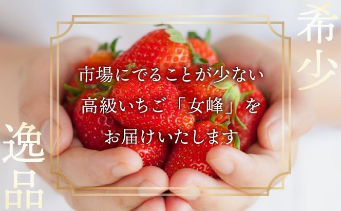 【3回定期便】数量限定 幻の京都亀岡産 高級いちご【女峰】1箱分×3回定期便 ※化学肥料・農薬極力不使用《イチゴ 苺 いちご フルーツ 農家直送》 ※2026年1月中旬～5月下旬頃に順次発送予定