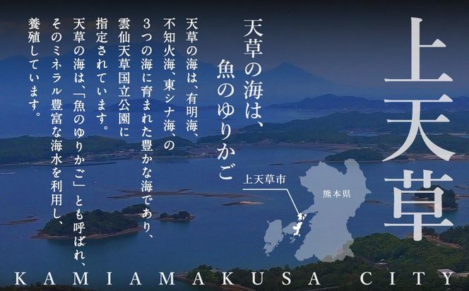 【2回定期便】【極】季節めぐり定期便4 ふぐ フグ 河豚 とらふぐ トラフグ てっさ てっちり うなぎ ウナギ 鰻 熊本県 上天草市