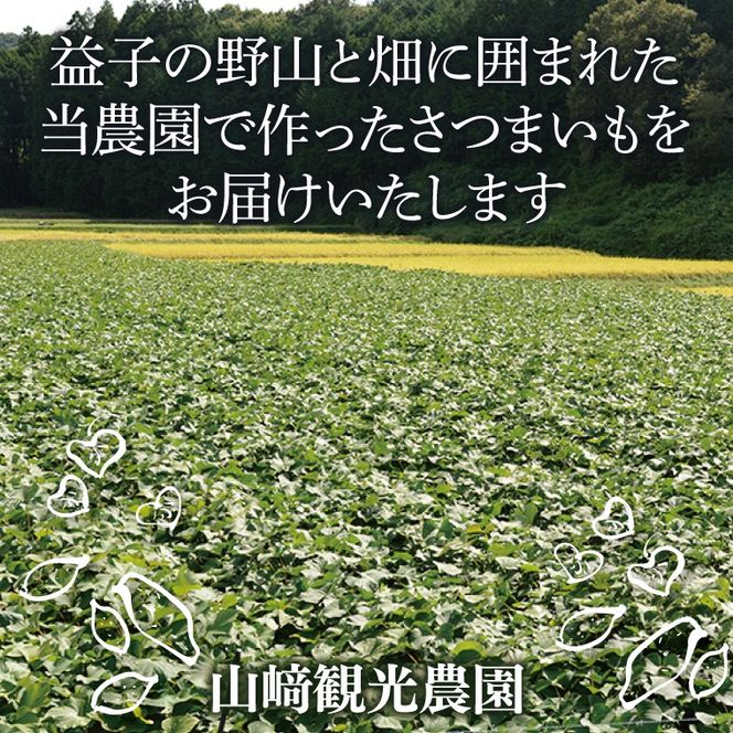 ＼栗風味のホクホク系／山﨑観光農園の栗かぐや 約6kg｜栃木県 益子町 ふるさと納税 里山 ほくほく さつまいも 栗かぐや 栗のような甘さ（AU016）