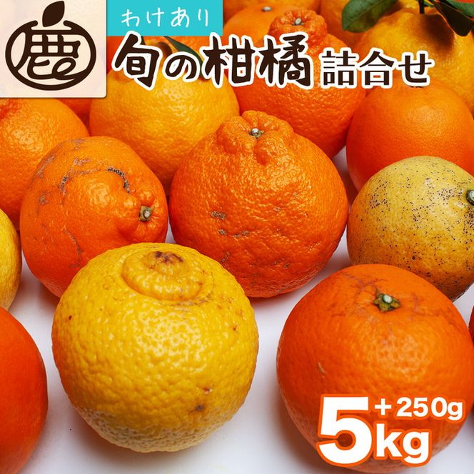 ＜1月より発送＞家庭用 柑橘詰合せ5kg+250g（傷み補償分）◇【訳あり・わけあり】【有田の春みかん詰め合わせ・フルーツ詰め合せ・オレンジつめあわせ】【光センサー選別】