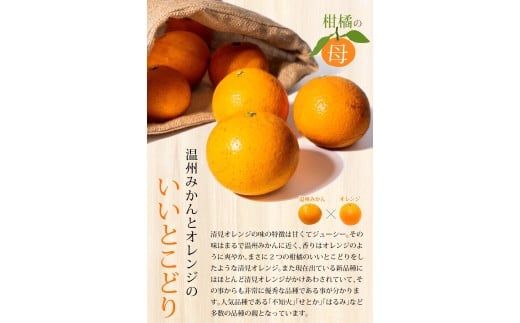 【ご家庭用】手選別 清見オレンジ 約10kg 和歌山県産 2S~2Lサイズ混合※2026年2月上旬～5月中旬頃に順次発送【mrmt039A】