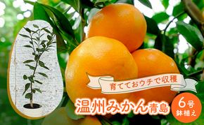鉢植え 苗木 温州みかん 6号 青島 高さ約70～90cm 大玉で甘～い みかんの木 植物 ガーデン ガーデニング 