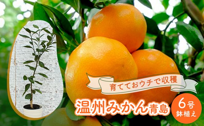 鉢植え 苗木 温州みかん 6号 青島 高さ約70～90cm 大玉で甘～い みかんの木 植物 ガーデン ガーデニング 