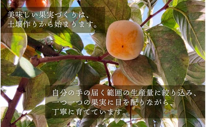 柿 種無し 赤秀品 超大玉 1.8kg 5～6個 ［先行予約］［2026年9月末頃から発送］［KG4］ 303446_XM90004
