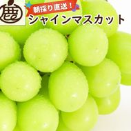 ［先行予約］シャインマスカット 約2kg［朝採り］［フルーツ・果物］［そのまま食べられる］［2026年8月下旬頃から順次発送］CZ179