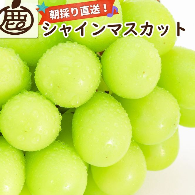 ［先行予約］シャインマスカット 約2kg［朝採り］［フルーツ・果物］［そのまま食べられる］［2026年8月下旬頃から順次発送］CZ179