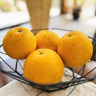 【農家直送】【爽快柑橘】爽やか河内晩柑（ご家庭用）約3.5kg