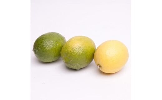 レモン5kg+250g（傷み補償分）【和歌山有田産】【防腐剤・WAX不使用、安心の国産レモン】※北海道・沖縄・離島への配送不可 /レモン れもん 柑橘 フルーツ 果物 果実 【ikd180A】