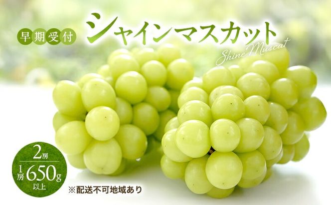 ぶどう 早期受付 シャイン マスカット 2房（1房650g以上） ブドウ 葡萄 岡山県産 国産 フルーツ 果物 ギフト 桃茂実苑