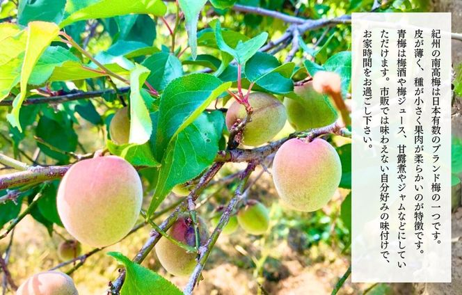 【2026年7月上旬～出荷予定】梅 冷凍 青梅 南高梅 10kg ( 1kg × 10袋) 秀品 2L or Lサイズ 和歌山県産 紀州有田 【みかんの会】AX405