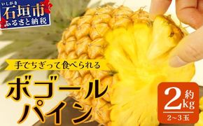 【先行予約】《2026年4月下旬頃より順次発送》石垣島産 ボゴールパイン 2～3玉セット 約2㎏【産地直送 石垣島産 石垣 完熟 パイン パイナップル スナックパイン ボゴール 】TD-2