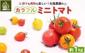 丸福農園の5色カラフルミニトマト ｜ 野菜 トマト ミニトマト 濃厚 贈り物 新鮮 ビタミン ※離島への配送不可