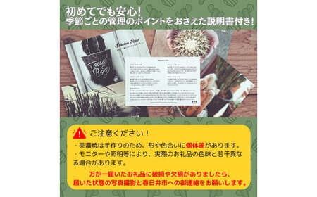 多治見市×春日井市コラボ 【美濃焼】 陶芸家「北川和喜」 marble 丸深鉢 L × 【日本有数のサボテン産地】 春日井市の名店 後藤サボテン