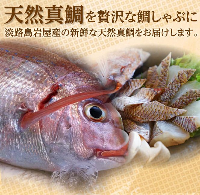 淡路島「天然岩屋鯛」しゃぶしゃぶセット(約3人前)【お届け日指定返礼品】