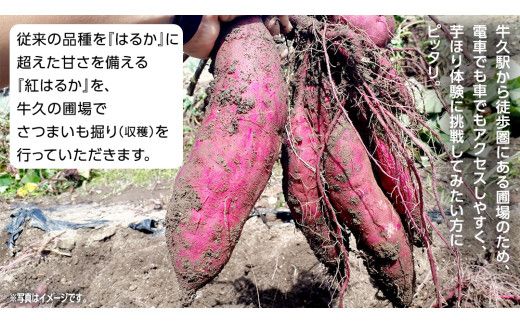 牛久 の『美味しい さつまいも』苗植え・収穫体験付【 苗植え体験 ・ さつまいも掘り ・ 配送付 】3点セット の 体験チケット ( 紅はるか 12kg収穫保証付 ) 体験 収穫 野菜 やさい 芋堀 いもほり 紅はるか