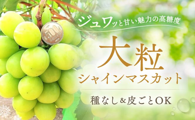 【2026年先行予約】 ぶどう 冬の贅沢 シャインマスカット 2房(1.4kg以上：1房700g以上×2箱）【11月20日から12月12日の期間に発送】 葡萄 ブドウ 岡山県産 フルーツ 果物 数量限定 期間限定 岡山 里庄町 