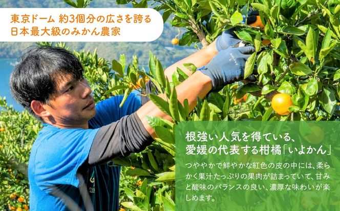 【先行予約】【訳あり】産地直送！愛媛県産いよかん 5kg（2027年1月中旬から発送予定）IKTF030