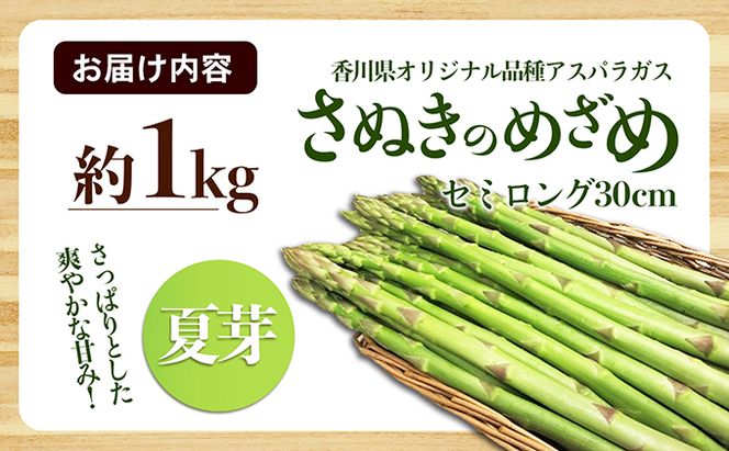 アスパラガス【さぬきのめざめ】夏芽30cmセミロングサイズ1kg グリーンアスパラガス 野菜 柔らかい シャキシャキ 旬の野菜 国産 食材 