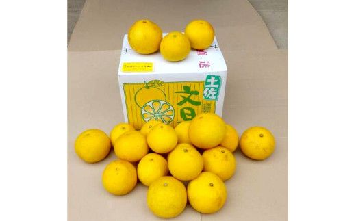 【先行予約】土佐文旦 文旦 訳あり 大玉入り 20kg 20キロ 3L～L 〈2027年2月～発送〉ぶんたん  フルーツ  みかん 果物  柑橘類   ご自宅用 お取り寄せ 国産【松岡ぶんたん園】