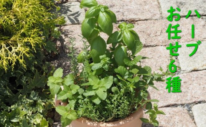 植物 寄植え ハーブ 6種 寄せ植え つぼ丸型 鉢 25cm ハーブ寄せ植え インテリア グリーンインテリア グリーンアイテム ベランダ 庭 ガーデン ガーデニング 育てやすい 